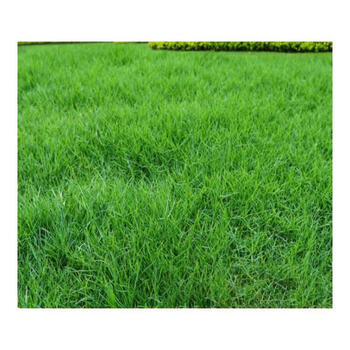 壁纸 草 绿色 植物 桌面 350_350