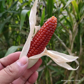 抖音网红文玩小红玉米迷你可爱小苞米吉祥菩提玉米挂件自然生长的 原