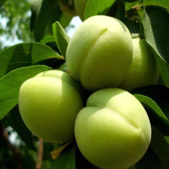 2021现摘新鲜青杏子绿杏子嫩青杏酸杏子孕妇水果 青杏3斤【凑合够吃】