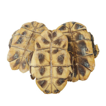 龟板精选生龟板旱龟板,纯龟下甲中药材 500克