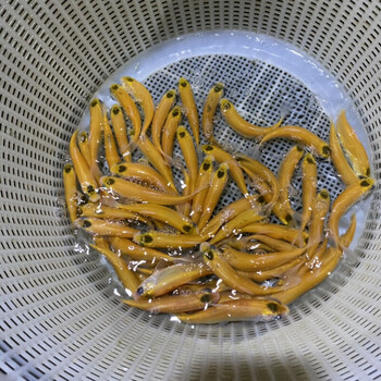 荣郁 红眼金草鱼苗黑眼金丝鲩可选新品赤目黄金鲩淡水养殖冷水原生