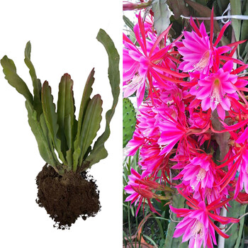 小粉色荷花令箭荷花带花苞仙人剑昙花绿植物室内盆栽花卉d750cm八叶片