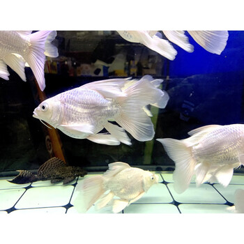 姬卉蝴蝶鲤冷水观赏鱼纯种狮子头球体短身贵妃大鳍长尾金鱼活鱼苗 普