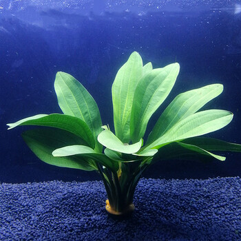 有茎类增氧新手鱼缸水族箱造景活体装饰草 红九冠一颗【高约15cm】