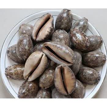 中材紫贝齿500克紫贝齿文贝煅紫贝齿