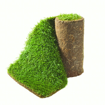 鸣蕊马尼拉1平方左右草皮绿化真草坪地毯草公园小区别墅花园庭院学校