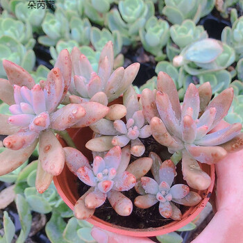 朵芮蜜小小崔家多肉老桩巨型多肉大棵多肉植物组合套装多肉老桩盆景秋丽多头栽好可能伪群 图片价格品牌报价 京东