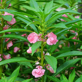 精选 凤仙花种子籽四季庭院盆栽地栽凤仙透骨草指甲花急性子桃红金凤花粉色凤仙花1000粒 肥料 图片价格品牌报价 京东