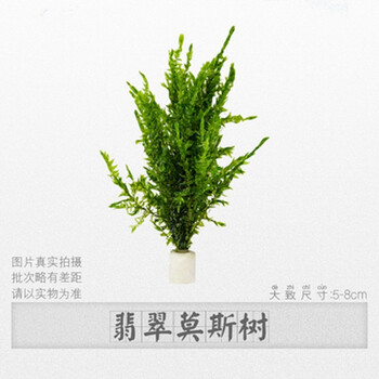 蓝宝鱼缸造景水草前景草爬地迷你矮珍珠牛毛天胡葵挖耳叉柱花沉木水榕莫斯水族造景水草翡翠莫斯树 图片价格品牌报价 京东