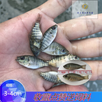 搭啵兔土耳其亲亲鱼温泉活鱼泡脚鱼疗小鱼足疗鱼按摩鱼3 4cm 1500条 图片价格品牌报价 京东