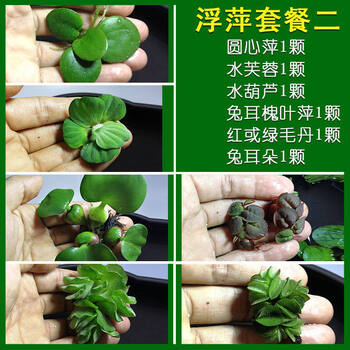 鱼缸浮萍水草活体水生植物浮性除no3净化水质微景观水族箱满浮萍套餐二 图片价格品牌报价 京东