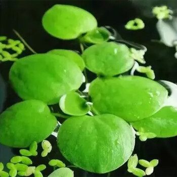 圓心萍豹紋萍浮萍水草淨化水質水培綠植庭院魚蝦龜缸造景漂浮水草