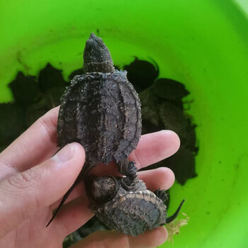 秋颖凶猛纯佛爆刺佛鳄杂佛小鳄龟苗活物小乌龟食用龟幼苗 北美 1个