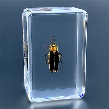 标本新品真昆虫树脂标本琥珀蝗虫螃蟹金龟子蜜蜂苍蝇蚂蚁蜘蛛贝萤火虫