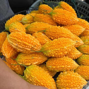 【顺丰】现摘金铃子罕见新鲜金癞瓜红娘刺濑甜心水果小苦瓜赖葡萄 1斤