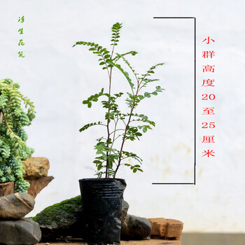 睿格达物鲜仙子云南正宗红芽清香木树苗绿植花卉好养小盆栽四季常绿不