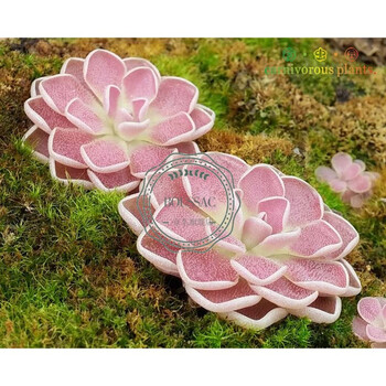 捕虫堇套餐食虫植物食人花驱蚊草卧室喜阴多肉花卉盆栽弗洛里捕虫堇 直径1 2厘米 含盆 图片价格品牌报价 京东