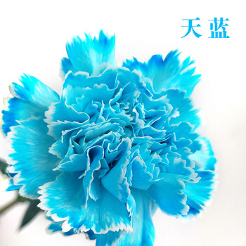 康乃馨吸色染剂鲜花染色剂玫瑰花染料满天星百合花蓝色妖姬染色剂天蓝250毫升 图片价格品牌报价 京东