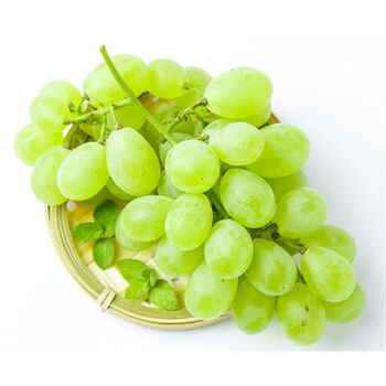 仓梵河北当季新鲜维多利亚现摘现发青提葡萄新鲜孕妇水果无籽提子 3斤