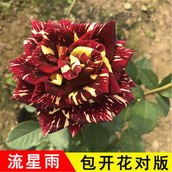 22【四季开花】流星雨 【促销】8年苗开花多