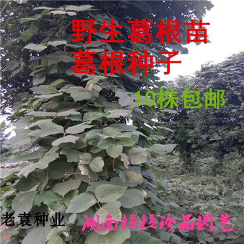 的葛根葛根种子葛根种苗葛根腾藤本植物爬藤超快易繁殖好种野生葛根苗1000棵 图片价格品牌报价 京东