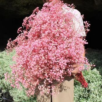 满天星永生干花批发一斤5斤20论装超大花束蓝云南基地直发批地摊 粉色
