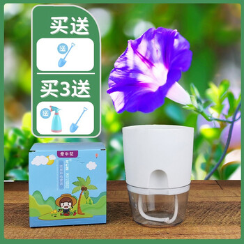 花目蓝趣味盆栽套装蔬菜花卉种植开心农场diy儿童种植礼物创意迷你植物幼儿园可爱盆栽微景观牵牛花 含盆礼盒种植套装 图片价格品牌报价 京东