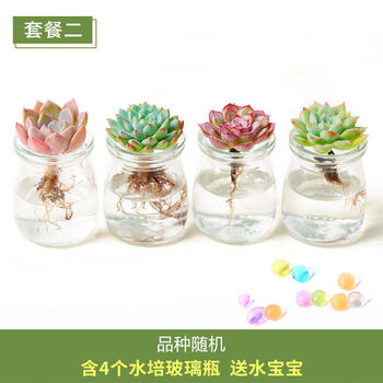 多肉植物水培玉露玻璃瓶水培多肉肉肉多肉玉露大颗多肉植物4棵水培多肉4个玻璃瓶送2袋吸水珠 图片价格品牌报价 京东