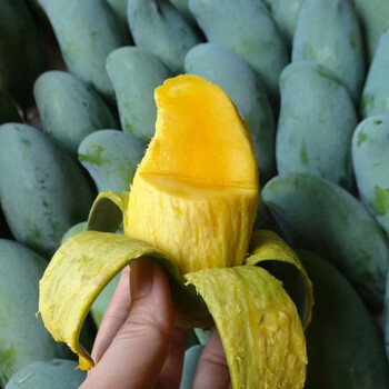 广西百色田阳桂七芒果新鲜现摘水果10斤当季整箱大香芒果精选万入团