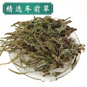 车前草500克g中药材车前草干新鲜野生整根泡水喝另售车前子金钱草