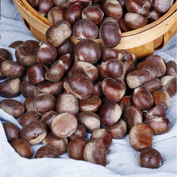 新货迁西板栗野生油栗燕山生栗子新鲜毛栗子大粒粟子