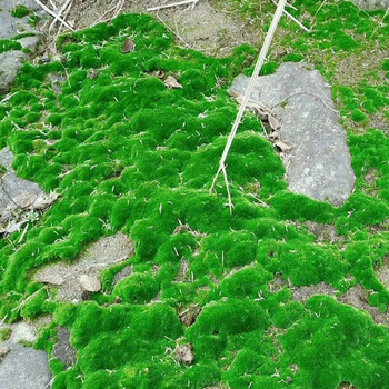 寄春jichun青苔藓鲜活青苔微景观生态瓶diy白发藓盆景假山装饰水陆缸