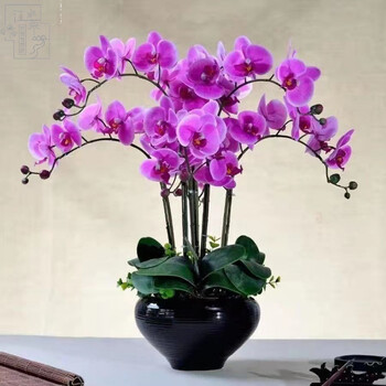 易种活蝴蝶兰种子当年开花阳台盆栽室内花种子四季播种植物种子淡紫色蝴蝶兰种子精选种子100粒 图片价格品牌报价 京东