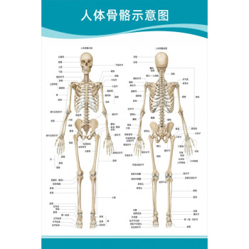 解剖結構示意圖大腦血液循環醫學掛圖人體骨骼示意圖48寸80x120釐米