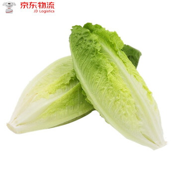 包心罗马生菜 黄心罗马罗纹凯撒生菜 西餐沙拉食材 5斤精选装
