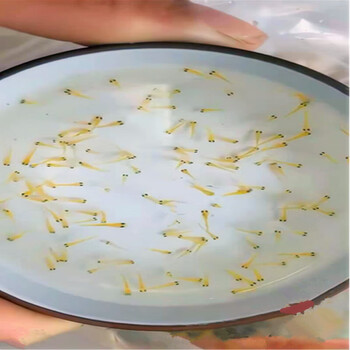 荣郁 锦鲤水花苗活体小鱼苗日本纯种小鱼观赏鱼二代淡水鱼2021包活 2