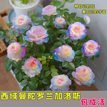 申堰【稀有品种】浓香型四季开花高贵玫瑰花苗盆栽花