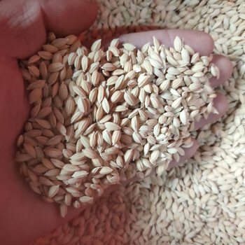 珍珠香米种子崇明大米水稻种子稻谷籽稳产非杂交水稻种子旱地种植散称