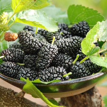 大凉山德昌新鲜黑桑葚现摘现发孕妇小孩当季水果泡酒生吃桑椹子 三斤