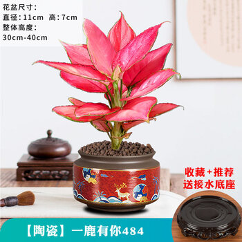文静花坊如意皇后吉利红盆栽盆景水培植物竹芋室内客厅办公室绿植吉祥花卉终年常红 好养 吉利红 吉祥鹿盆484 带盆栽好 图片价格品牌报价 京东