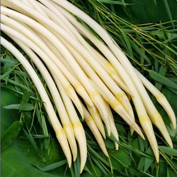 藕带新鲜湖北洪湖特产蔬菜稍藕尖农产品现采现发嫩藕芽藕肠子莲藕2斤