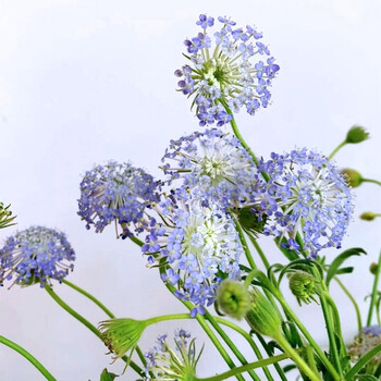 thumbway 翠珠蓝色0.3kg一扎 居家插花办公室装饰水养鲜切花生日礼物