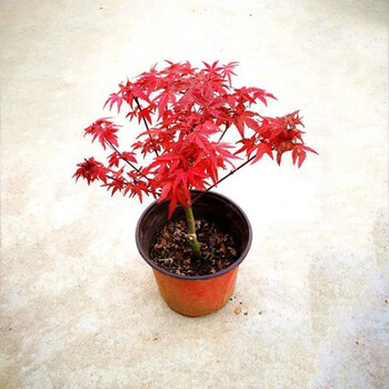 红枫盆景老桩红舞姬盆景中国红枫树苗盆栽四季红室内庭院种植耐寒