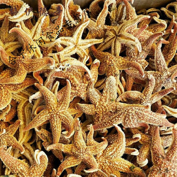 海星干货500g-50g海鲜淡生晒红海星泡酒煲汤滋补海产材干海星 50克