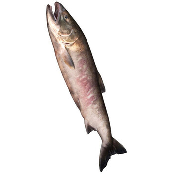 广纳力驰大马哈鱼黑龙江特产新鲜速冻马哈东北整条冷冻大鱼淡水鱼8斤
