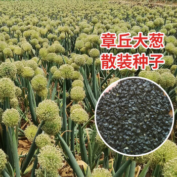 京豐散裝章丘大蔥種子山東鐵桿長白大蔥籽高白大蔥不易倒蔬菜種籽鐵桿