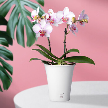 一枝蝴蝶兰 一枝蝴蝶兰布鲁日2梗蝴蝶兰花卉盆栽绿植办公室前台室内摆放带花粉白色含瓷盆象牙白圆盆 行情报价价格评测 京东