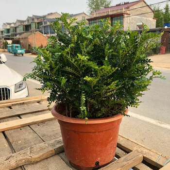 猪笼草室内外苍蝇植物驱蚊草盆栽绿植迷迭香薄荷清香木 木特大苗【管5