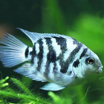 荣郁圆型迷你鹦鹉鱼白金迷你鹦鹉鱼宝蓝迷你鹦鹉鱼鹦鹉鱼热带鱼普通种