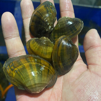 关注店铺联系客服静勇朗宠物生活专营店荣郁 迷你小河蚌苗活体淡水